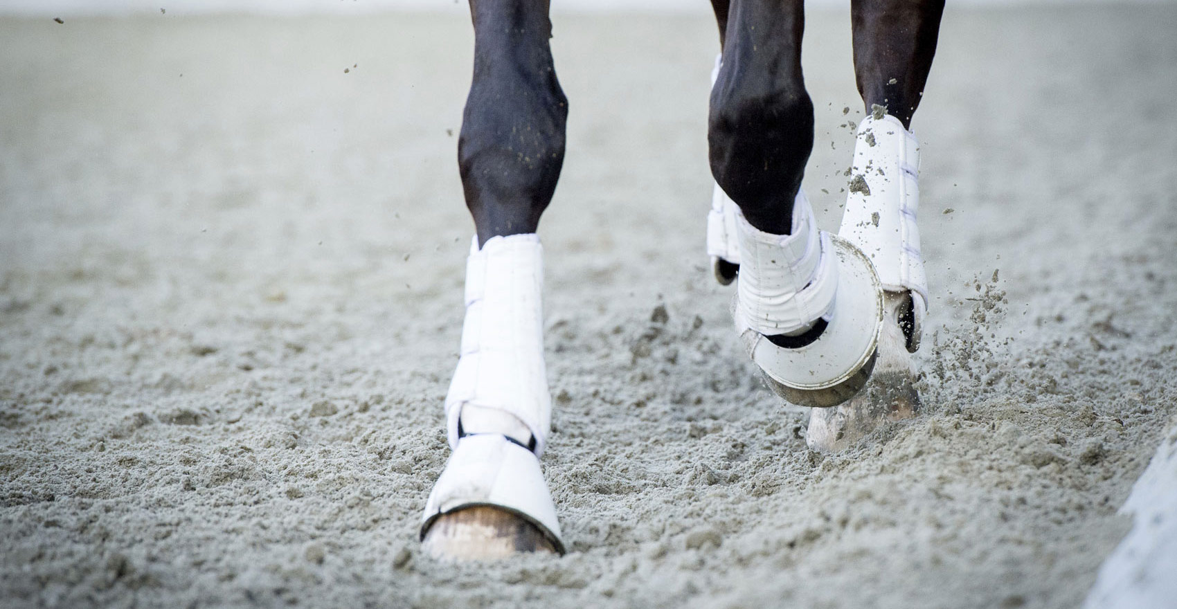 Лев николаевич толстой кавказский пленник. Припустил под кручь во все лошадиные ноги. Ноги лошади в прыжке. Подо мной как пишется. Лошадиные ноги у девушки.